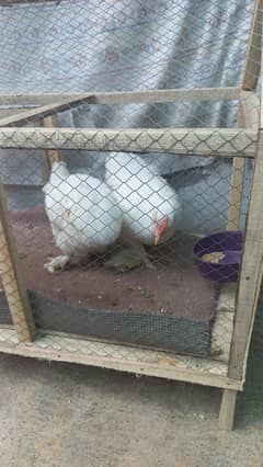 white buff Chickens