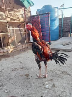 Aseel Lakha Murga