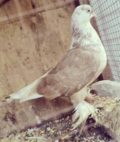 azwak breeder female
