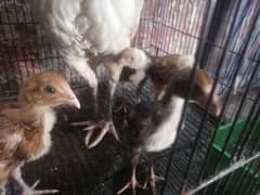 aseel chicks for sale