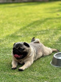 Pug 