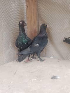 Black beatiful birds for sale