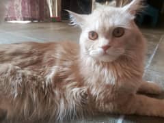 Cat For sale