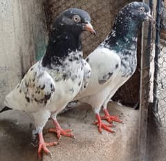 Teddy Pigeons