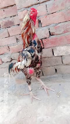 aseel male
