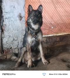 German Shepherd | Siberian husky | puppy | Mix Breed | Dog For Sale