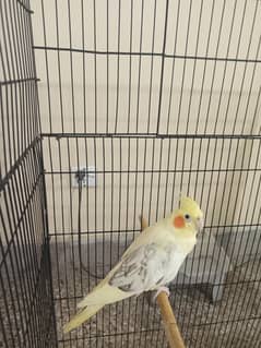 cockatiel exhibition vpied females