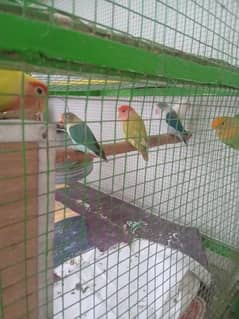 love Birds with cage for sale