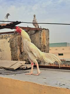 Aseel murga & murgi for sale
