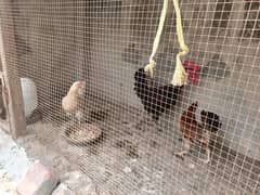 Desi Chicken for sale