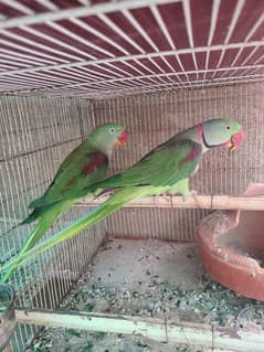 Raw/Pahari Jumbo Size Breeder Pair Healthy And Active Talking