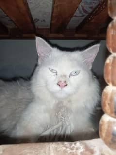 Purebred cat for sale