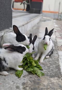 Rabbits