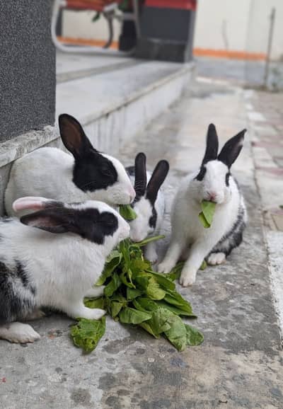 Rabbits