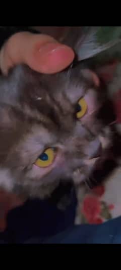 Female Persian kitten