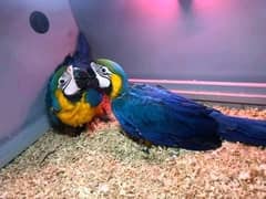 belu macaw parrot chicks for sale 03205985193