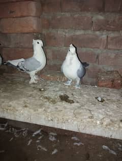 sentinet females