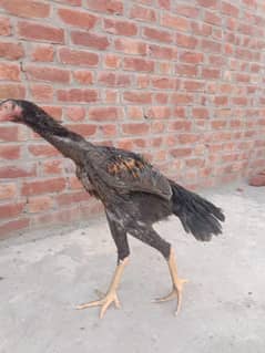 aseel shamo black=1۔ jawa=2