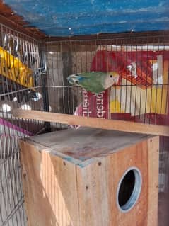 6 Australian ek love bird 3 pinjre hai