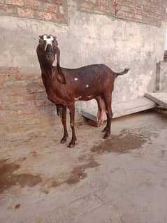 got for sale nagare bkrie to kid white rajenpure