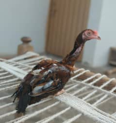 aseel patha for sale. madipra