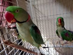 Breeder pair