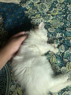 Persian kitten female A+++ quality odd eyes