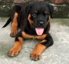 rottweiler female