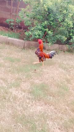 Murgha for sell