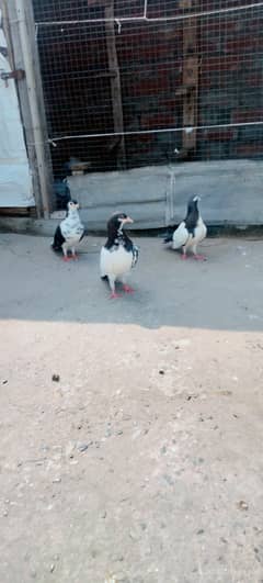 sharazi . chap khal. papai