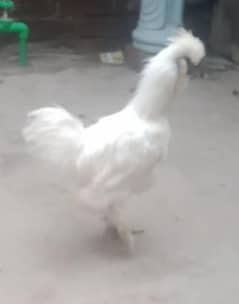 white silky male 03004245714