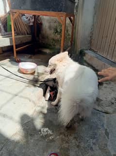 Roseanne dog