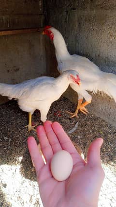 Aseel Heera pair egg laying