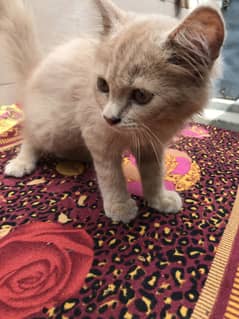 3 month old fawn kitten