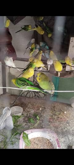 More than 60  QTY. Love Birds diffrent colors and didifferent age.