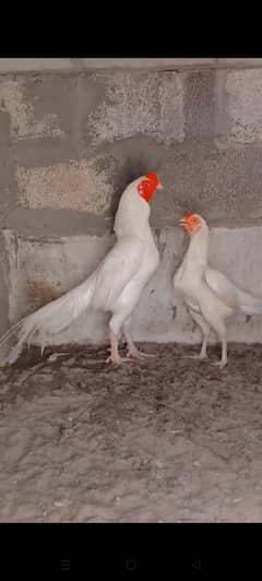 heeraa aseel