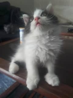 beautiful Persian kitten for sale, trained and playful Persian cat