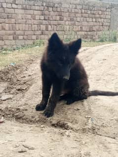 Black German Shepherd Long Coat MAale Dog | German Shepherd Puppies