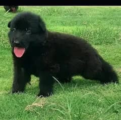 Black German Shepherd Long Coat MAale Dog | German Shepherd Puppies
