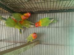 healthy active beautiful fishers parrots for sale ready to breed