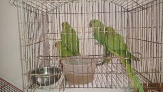 Green Ringneck Parrot