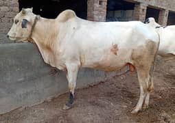 Cow