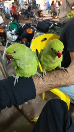 3 months  parrots for sale