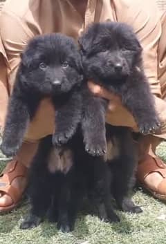 Black German Shepherd Long Coat Pair | German Shepherd Puppies