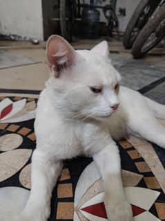 White Persian Kitten