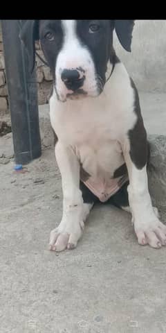 bully pup