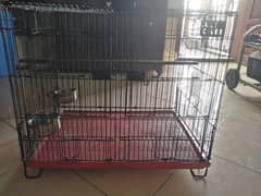parrot