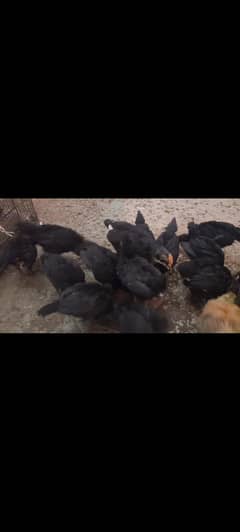 australorp