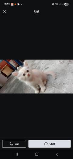 persain