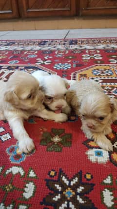 Shihtzu puppies/ female available for sale
